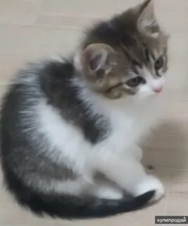 Котенок возраст 3 месяца