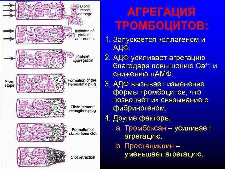 Коллаген агрегация. Степень агрегации с эпинефрином понижена. Агрегация тромбоцитов спонтанная с АДФ ристомицином коллагеном. Свертывание крови и агрегация тромбоцитов. Роль коллагена в свертывании крови.