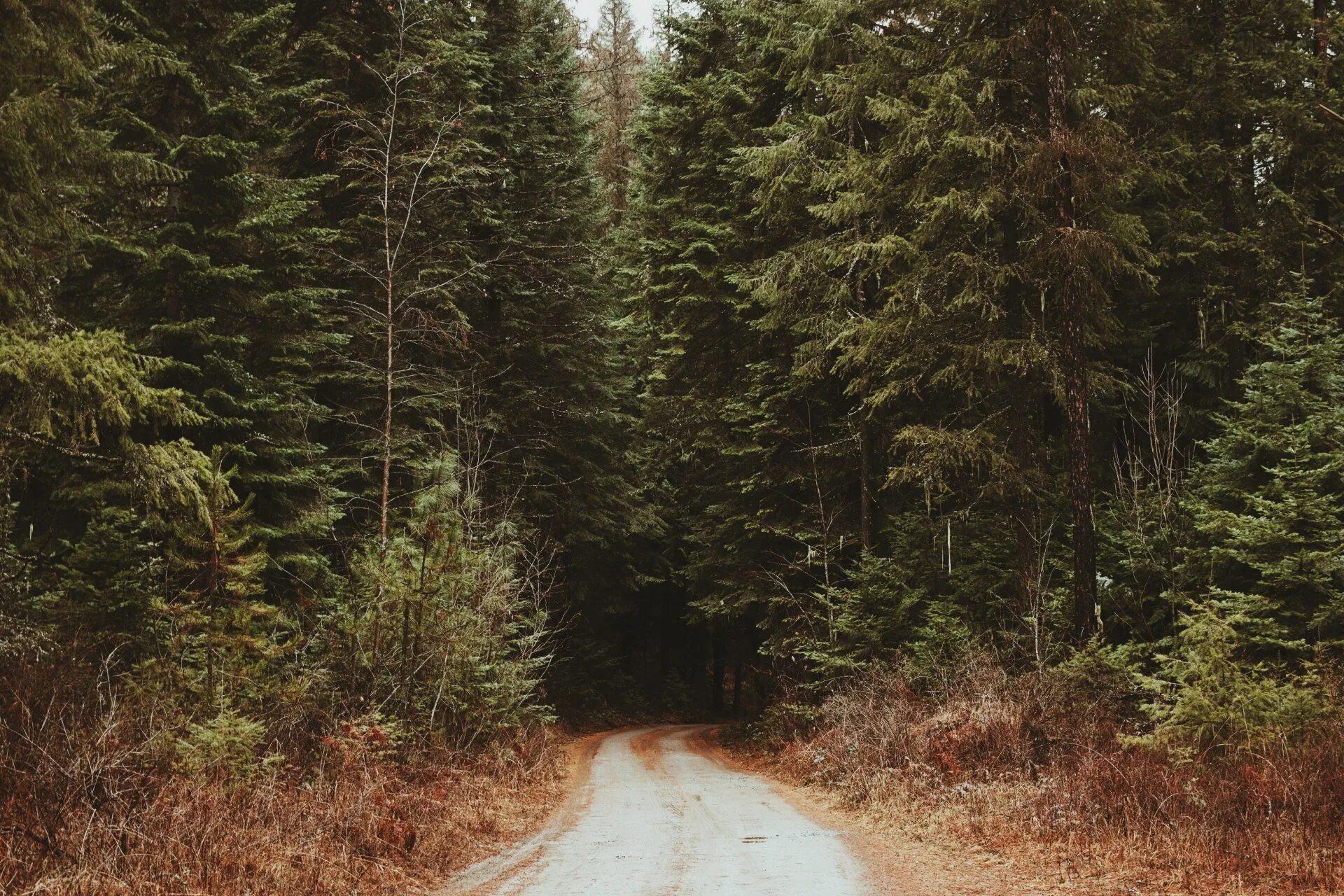 Хвойная полоса. Лесная опушка ельник. Еловый лес. Тайга (хвойные леса). Лесная дорога.