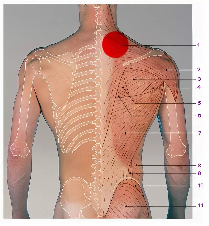 Rhomboideus major. точка vb21 цзянь-цзин. лопатки на спине где. Scapulothoracic joint. расположение лопаток.