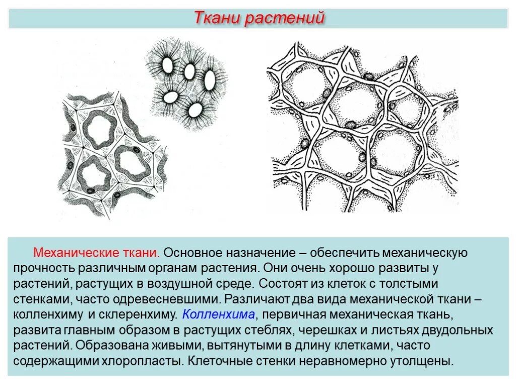 Значение механической ткани у растений. Механическая ткань растений колленхима и склеренхима. Волокна механической ткани у растений. Механическая ткань растений рисунок 6 класс. Механическая ткань.