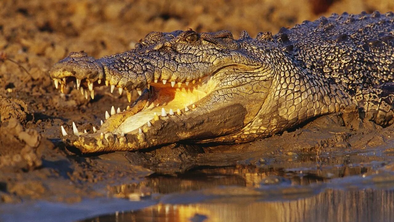Морские крокодилы в австралии. Гребнистый крокодил в австралии. Гребнистый крокодил в австралии. Крокодилы в австралии. Морской гребнистый крокодил.