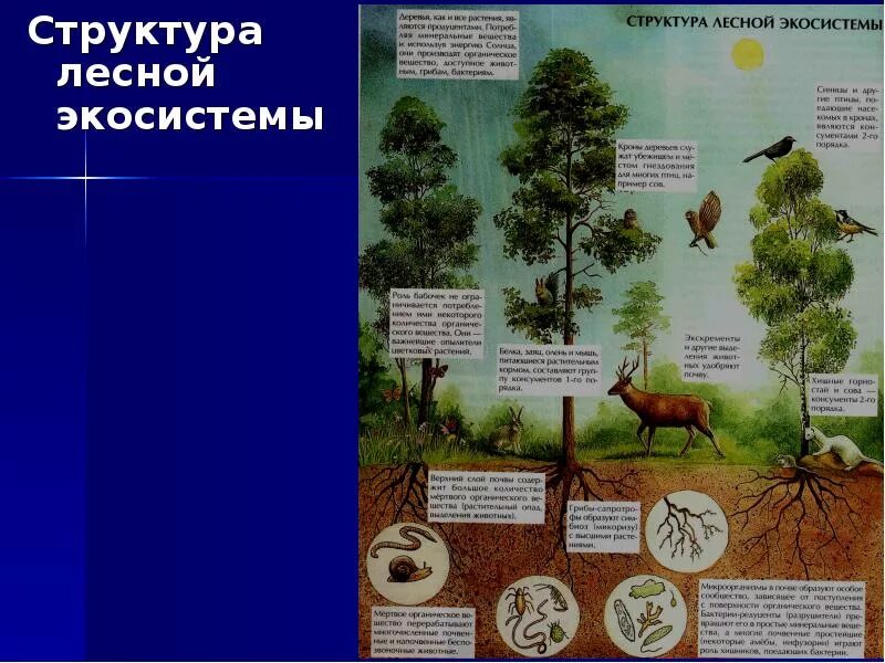 Живые организмы смешанного леса. Структура Лесной экосистемы. Структура экосистемы леса. Лес -экологическая система. Экологическая структура леса.