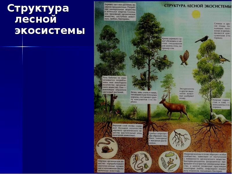 Биоценоз смешанных лесов