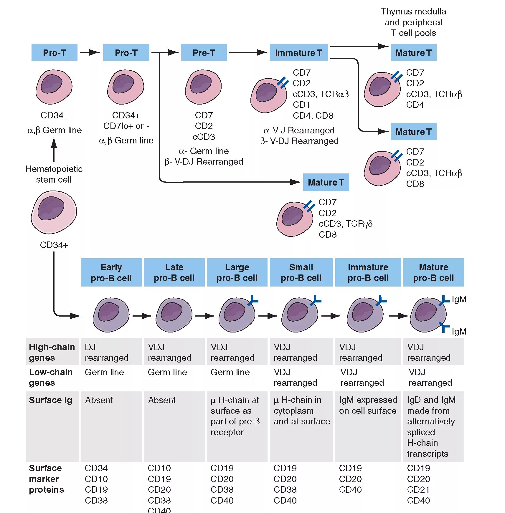 Types of t-lymphocytes. T-Cell Development. T and b lymphocytes. Cd19 лимфоциты