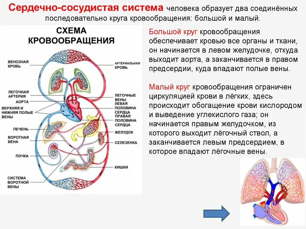 Средний круг кровообращения. Малый круг кровообращения сосуды малого круга кровообращения. Круги кровообращения схема. Малый круг кровообращения кратко схема. Анатомия и физиология человека. Малый и большой круг кровообращения.