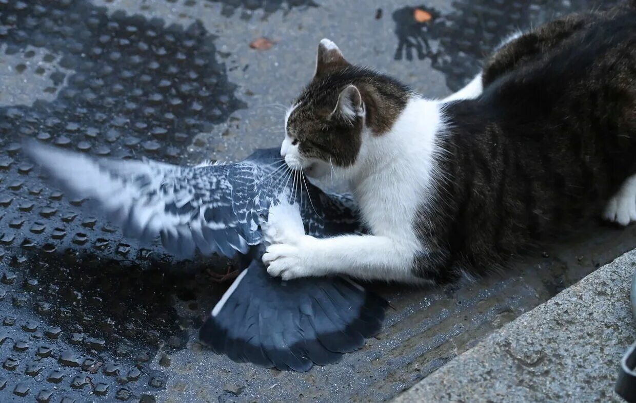 Кот с Даунинг стрит 10. Кошка нападает на голубя. Кошка напала на голубя.