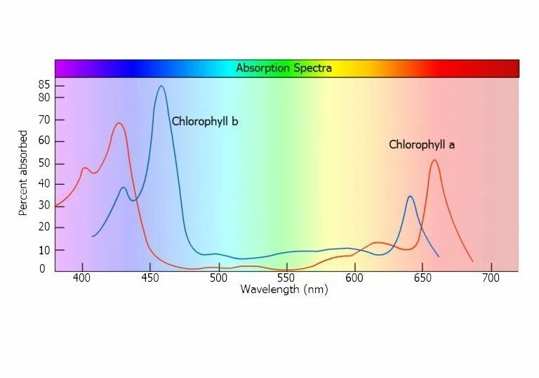 Спектр поглощения пигмента хлорофилла. Спектры поглощения хлорофилла. График спектра поглощения хлорофилла. Спектр поглощения хлорофилла график.