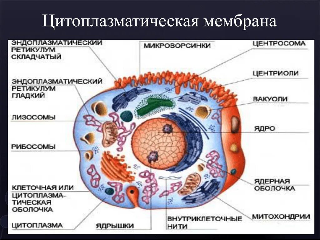 Строение оболочки животной клетки. Строение оболочки животной клетки