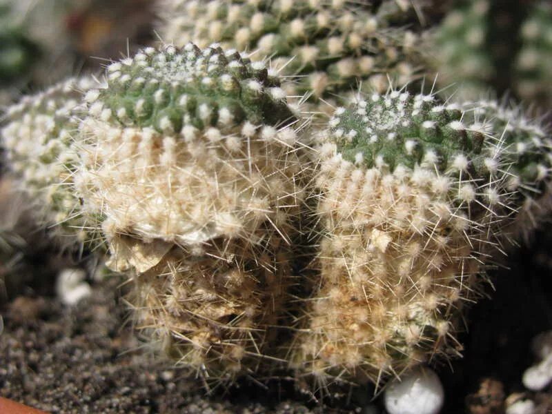 кактус эхинопсис субденудата. кактус болен. Inermis purple/эхинокактус. кактус болен. кактус заболел.