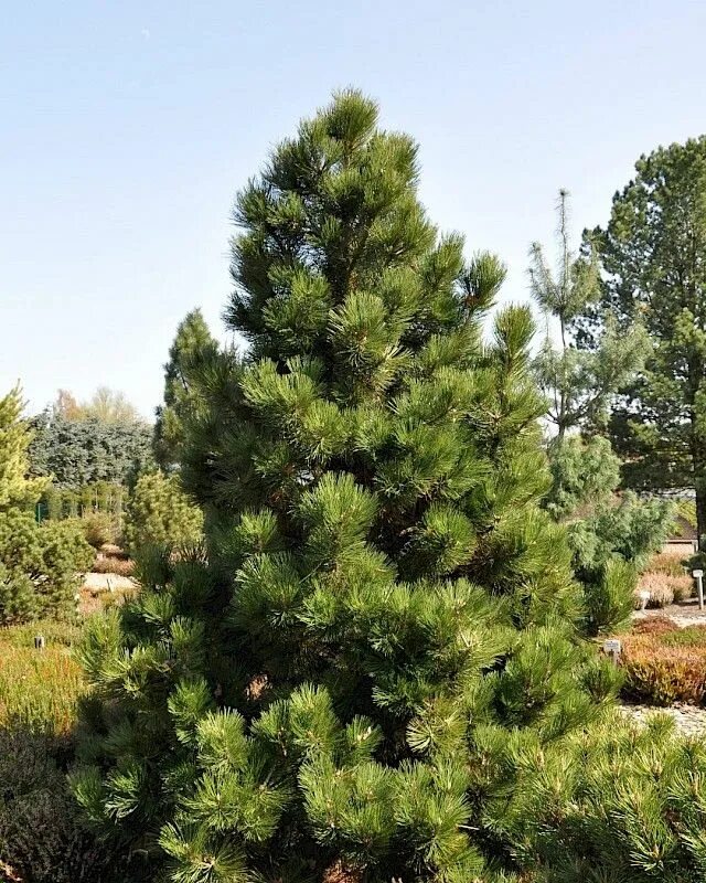 Pinus heldreichii