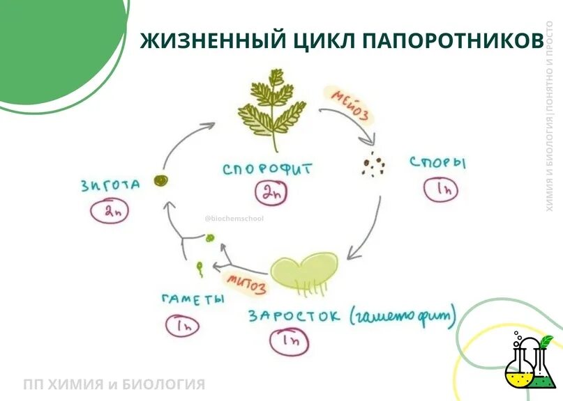 Цикл папоротника
