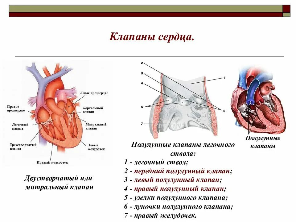 Клапан легочного ствола сердца. Полулунный клапан сердца схема. клапан легочного ствола анатомия. строение сердца полулунные клапаны. полулунные клапаны сердца схема.