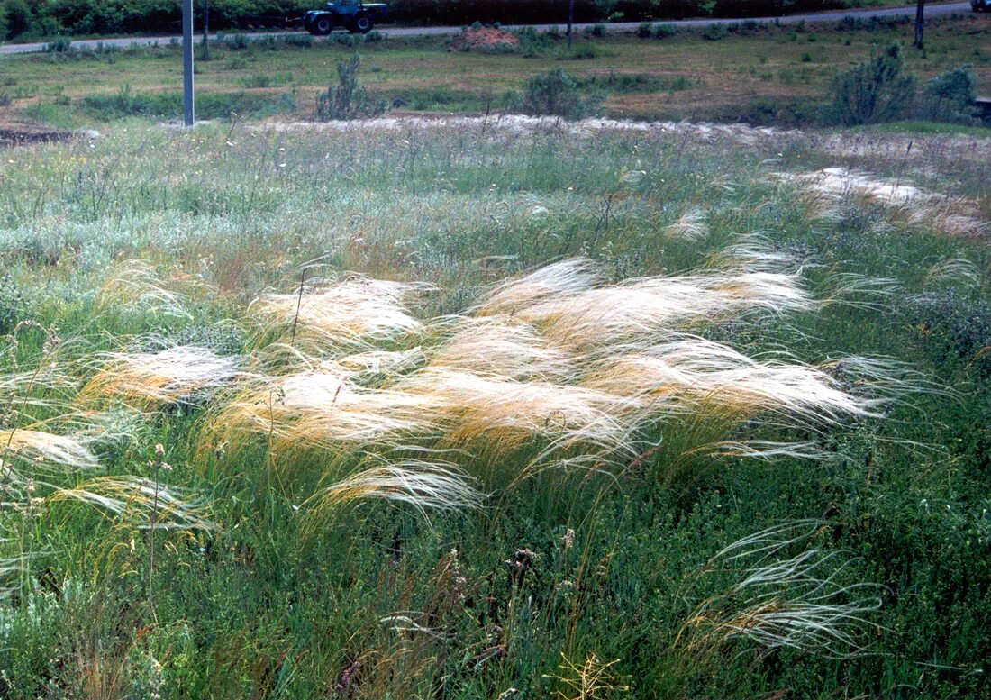 Ковыль почва. Ковила Лессінга. Stipa lessingiana. Ковыль ареал. Растение ковыль Лессинга.