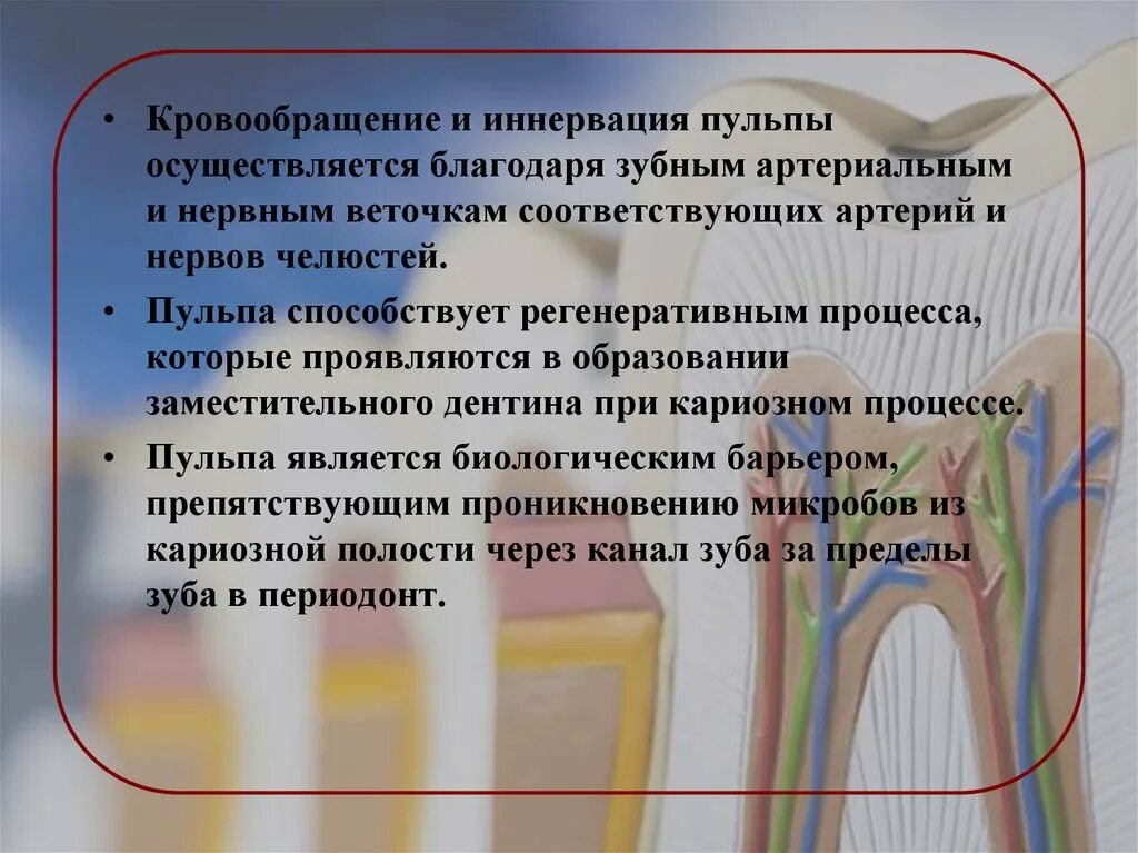 Сосуды пульпы. Биохимия минерализованных тканей. минерализованные ткани зуба биохимия. пульпа зуба биохимия. кровоснабжение и иннервация тканей пульпы и периодонта.