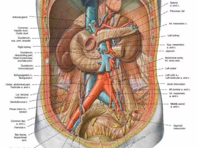 Внутреннее строение женщины органы фото с надписями. Расположение органов брюшной. Органы брюшной полости у женщин. Строение органов человека.