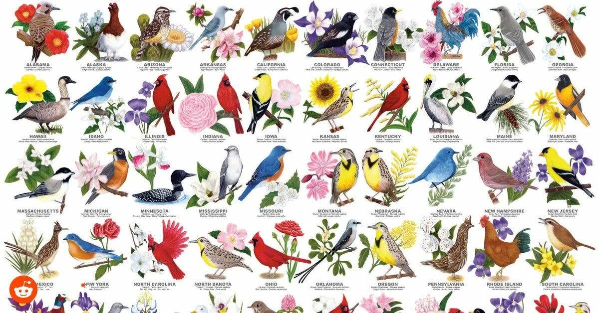 Разные птицы и их названия. Название птиц по алфавиту. Gnbws YF ,Erdel. Птицы на букву а.