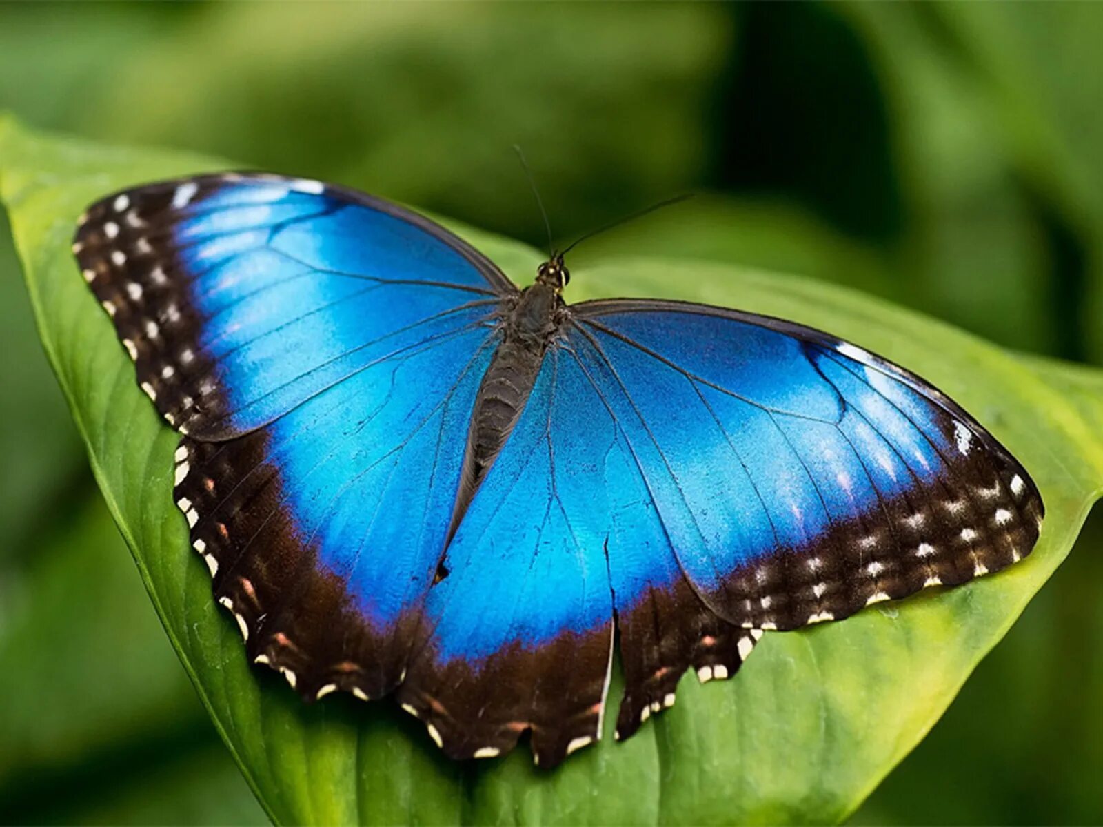 Голубой морфо — morpho peleides. Морфо пелеида. Morpho didius бабочка. Морфо пелеида. Бабочка морфо гекуба.