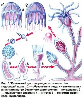 Жизненный цикл кораллов полип