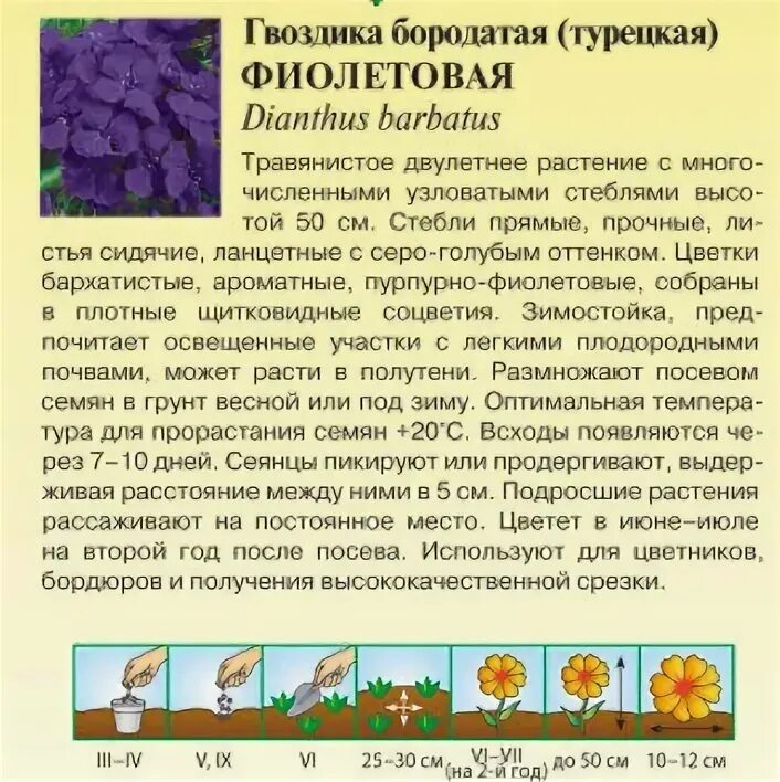 Рассада гвоздики бородатой. Гвоздика бородатая фиолетовая. Гвоздика бородатая турецкая фиолетовая. Гвоздика турецкая (бородатая). Гвоздика бородатая рассада.