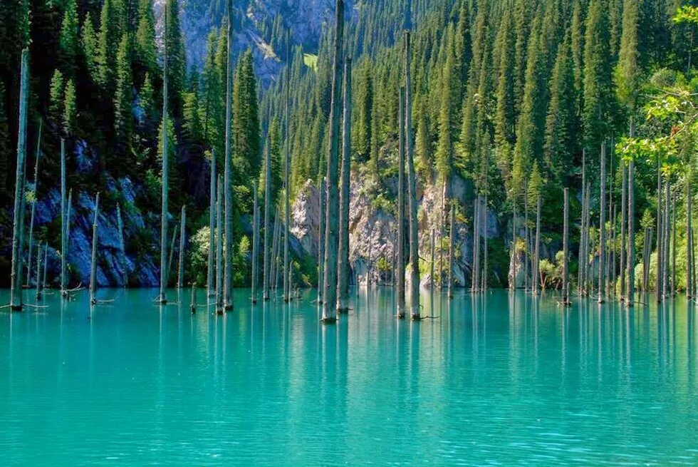 Чудеса природы казахстана. Озеро Каинды в Казахстане. Озёра Казахстана озеро Каинды. Затонувший лес озера Каинды Казахстан. Озеро Каинды (Кайынды).