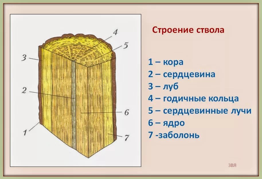 Какие функции выполняет ствол. Строение стебля дерева сердцевинные лучи. Строение древесного стебля рисунок. Строение ствола древесины.