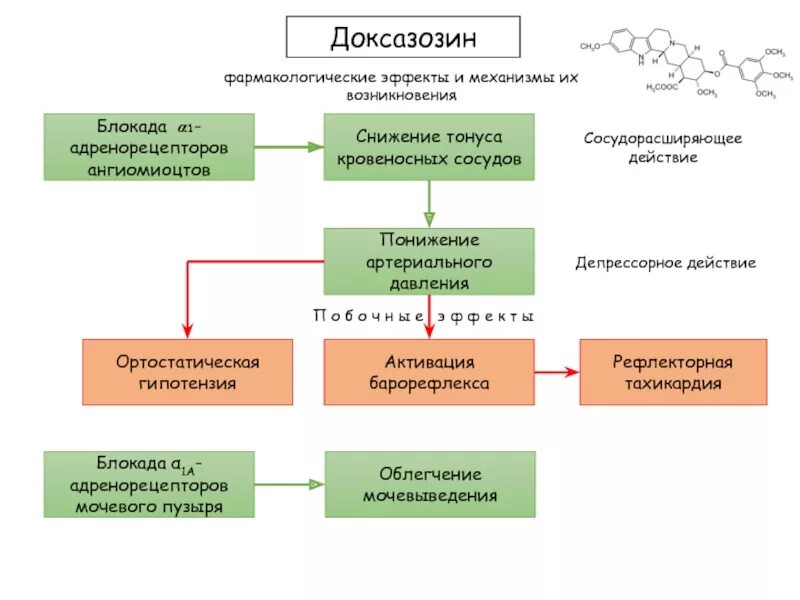 Доксазозин фармакологическая группа. Доксазозин фармакологические эффекты. Доксазозин механизм действия. Доксазозин механизм действия фармакология. Доксазозин фарм группа.