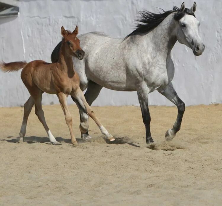 Чистокровная арабская лошадь 5. Продается арабский жеребец. Арабские жеребцы производители. Арабская и немецкая породы лошадей сравнение. Продам араба.