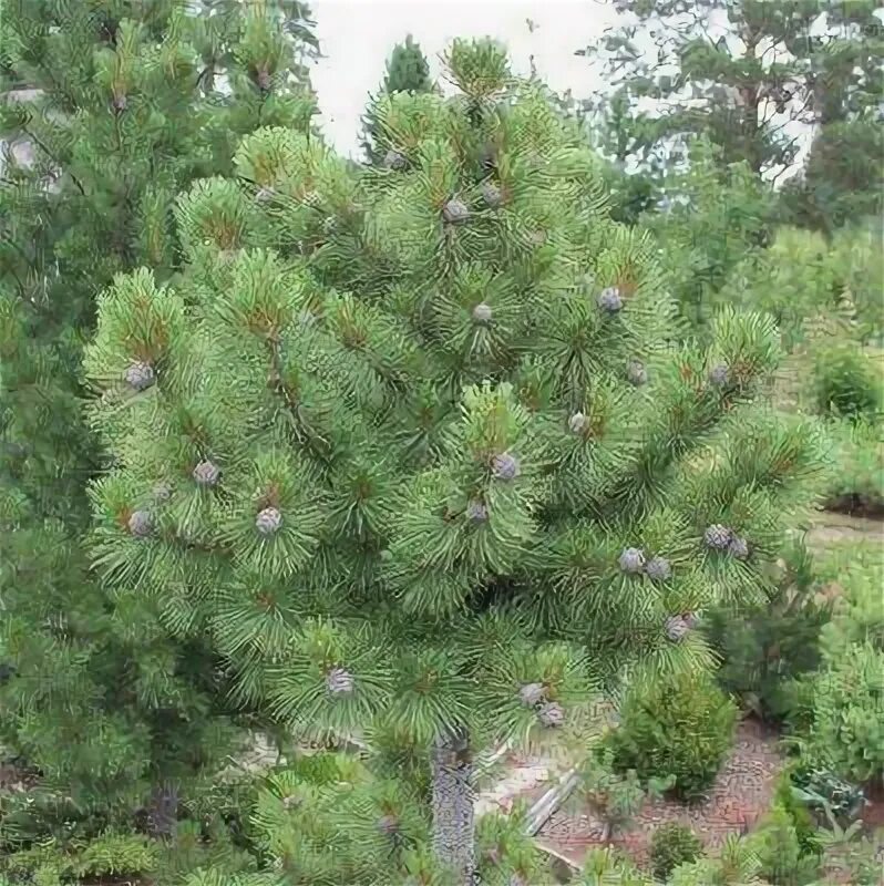 Сосна сибирская кедр сибирский. Сосна обыкновенная кронборг. Какой кедр выбрать. Сосна веймутова "greg". Сосна кедровая сибирская шишка.