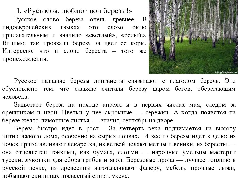 Доклад про березу. Сочинение про березу. Сочинение русская береза. Сочинение про березку.