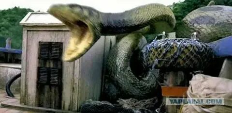 Видео про большие змеи