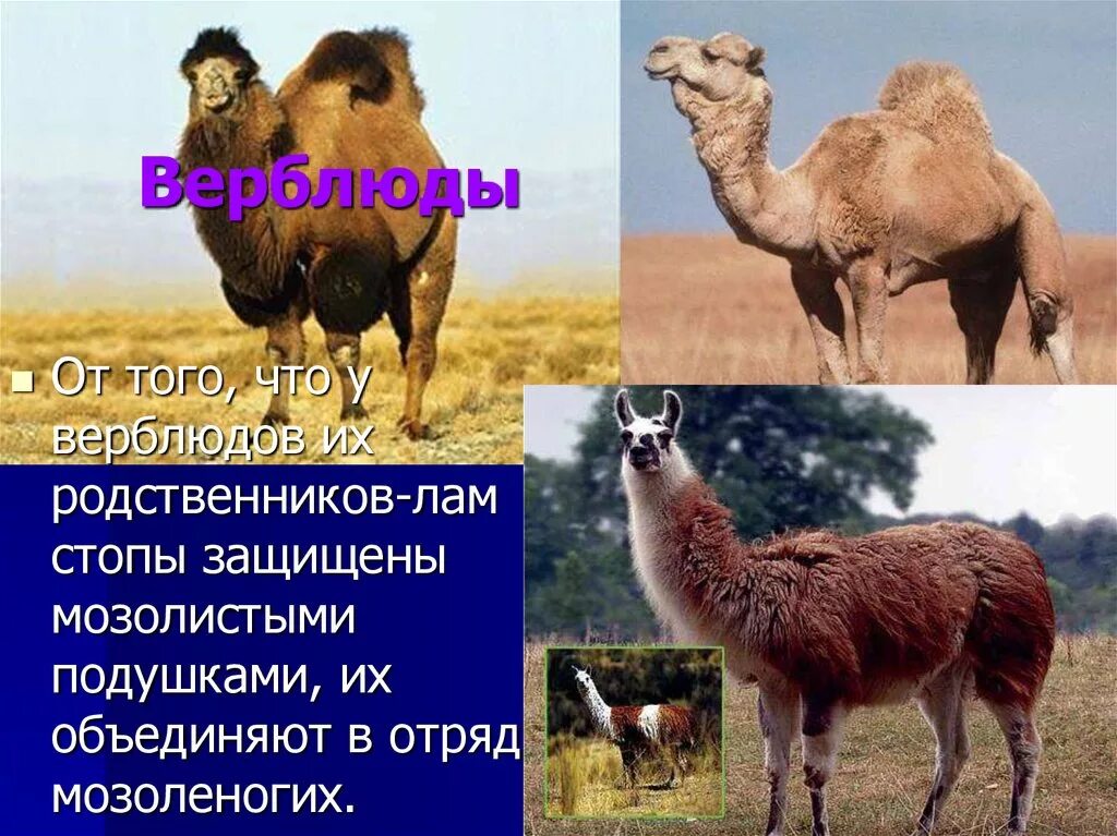Джейкоб альпака. Альпака южной америки. Гуанако в южной америке. Родственник верблюда. Лама (животное) ламы.