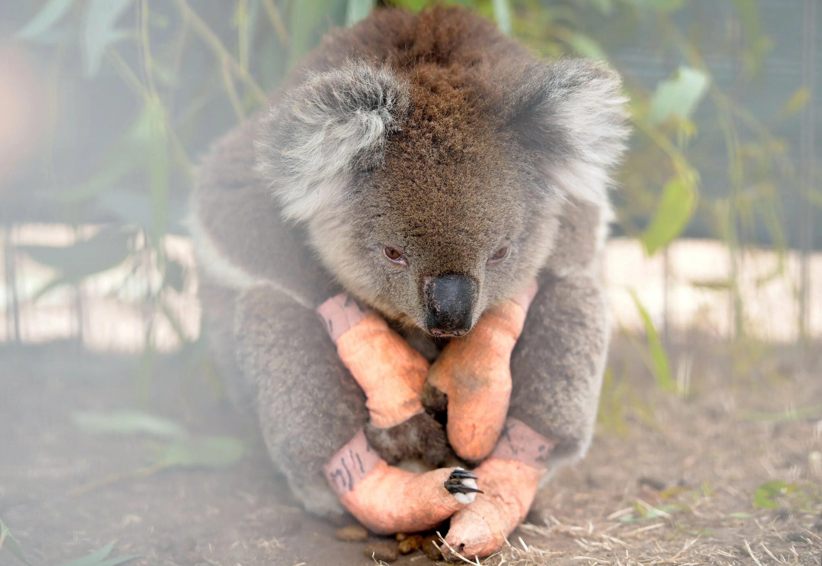 Коала в Австралии. Кенгуру и коала. Человек Куала. Интересное про животных Австралии.