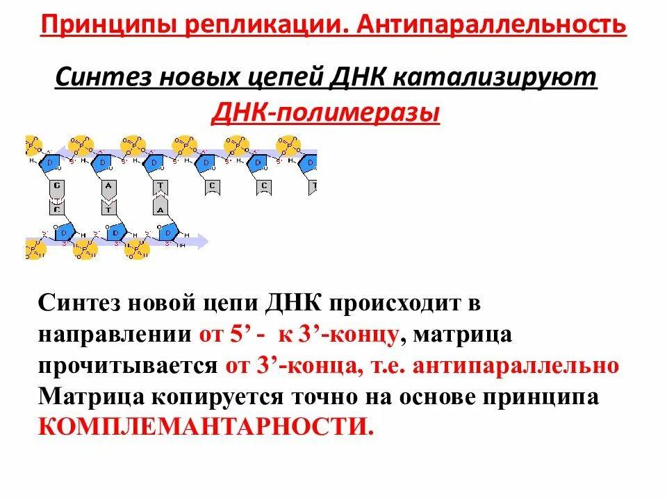 Известно что комплементарные цепи днк антипараллельны. Антопораллельность репликации днк. антипараллельность репликации днк. задачи на антипараллельность. принципы репликации днк антипараллельность.
