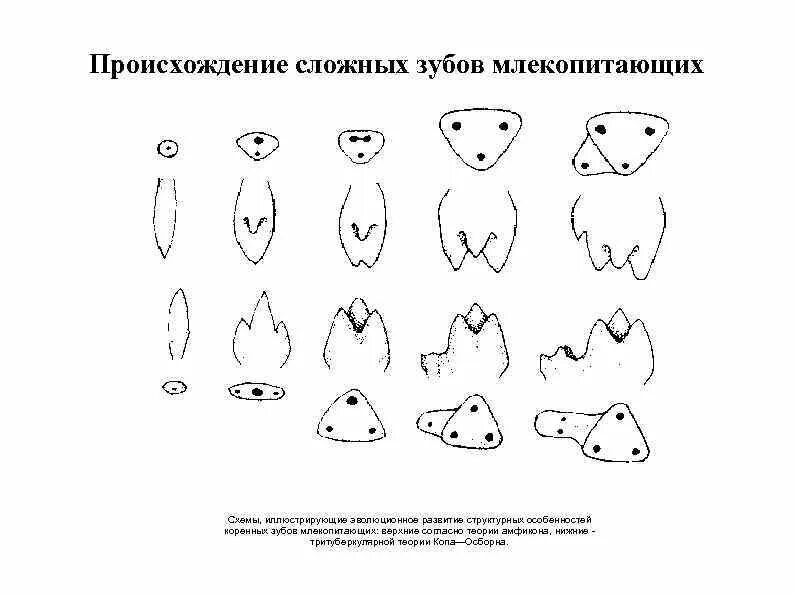 Практическая работа исследование зубной системы млекопитающих. Зубная система насекомоядных млекопитающих. Эволюция зубной системы позвоночных. Исследование особенностей зубной системы млекопитающих. Изучение зубной системы млекопитающих 7 класс.