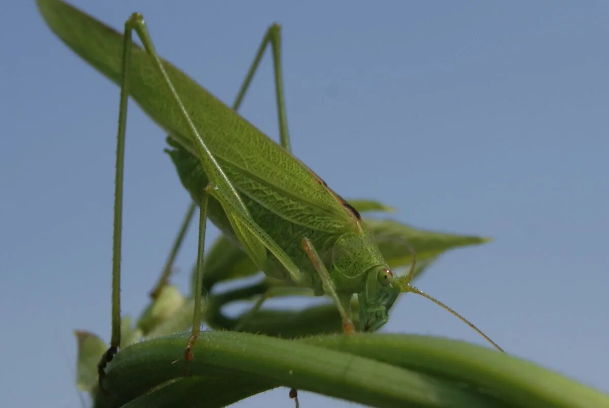 Азиатская саранча тип. Саранча перелетная locusta migratoria. Азиатская перелетная саранча. Саранча перелетная locusta migratoria. Азиатская перелетная саранча.
