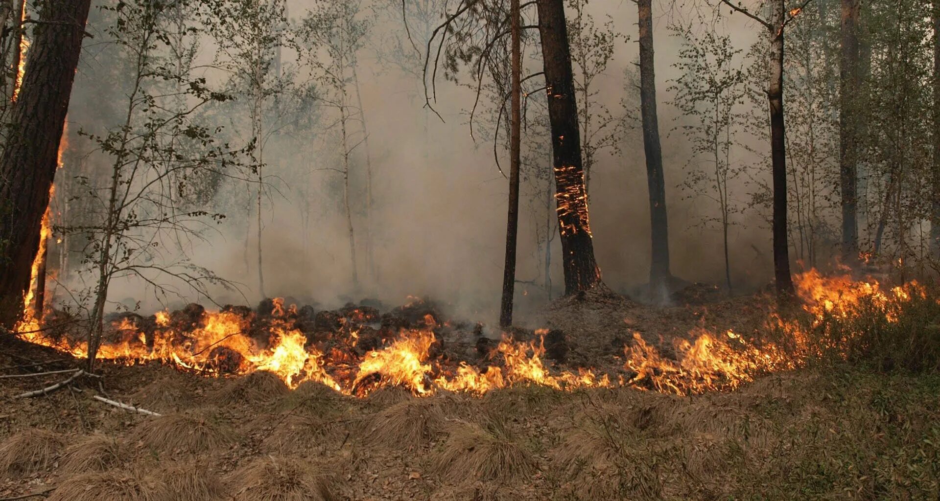 Кипит в лесу. Низовой Лесной пожар. Низовой беглый Лесной пожар. Лес в огне. Огонь в лесу небольшой.