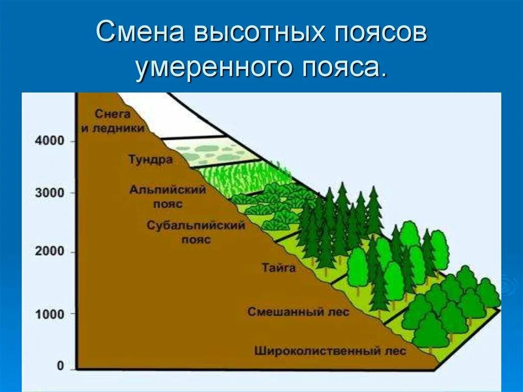 Природные зоны ВЫСОТНОЙ поясности. Области ВЫСОТНОЙ поясности пояс. Высотная поясность (умеренные широты). Природная зональность и Высотная поясность.