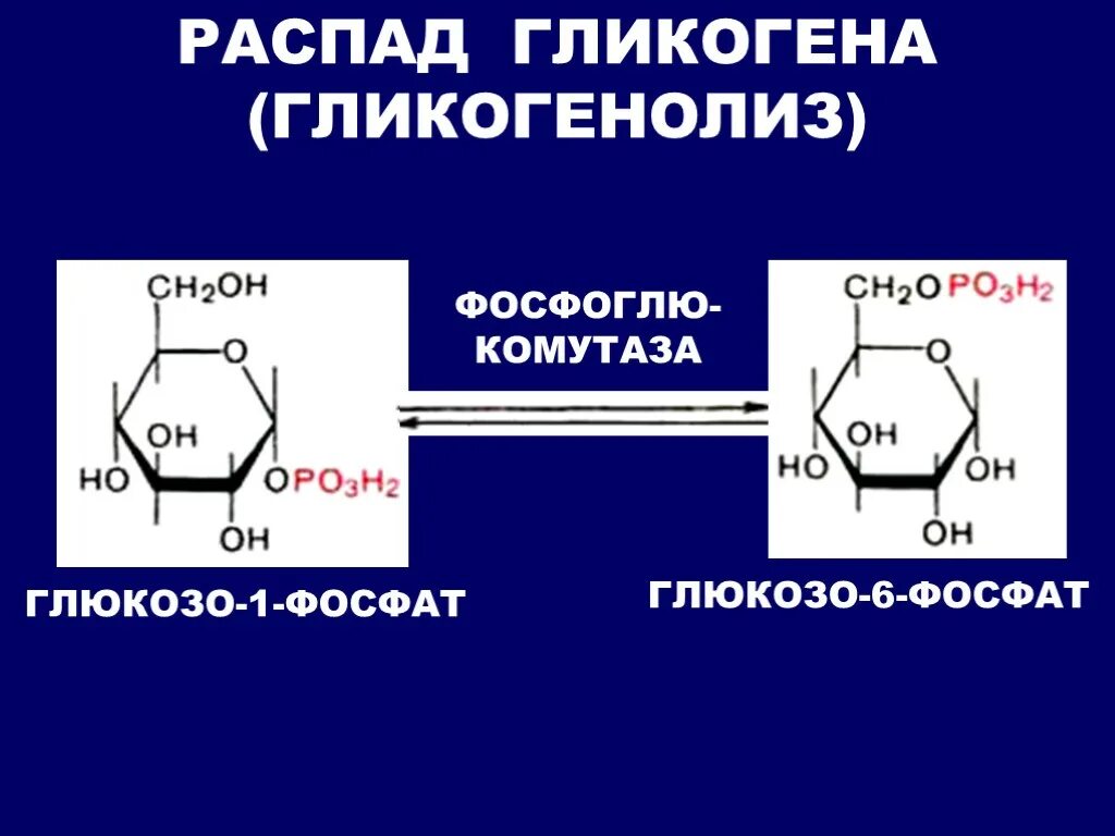 Гликоген 7 букв. Глюкозо 1 фосфат. Глюкозо 1 фосфат гликогенолиз. Глюкозо 1 фосфата из гликогена. Глюкозо 6 фосфат в глюкозо 1 фосфат.