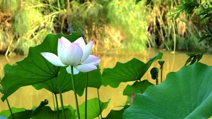Free Images : nature, leaf, flower, petal, pond, green, botany, sacred lotus, aq