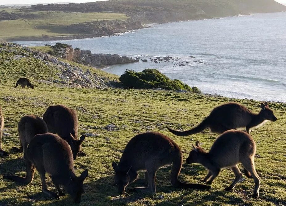 Австралия природа и люди. Остров кенгуру (Kangaroo Island). Остров кенгуру (залив сент-Винсент). Долина кенгуру Австралия.