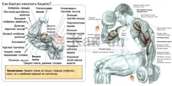 Сколько время нужно накачать. Как накачать бицепс. Как быстро накачать бицепс. Как качать бицепс. Как быстро накачаться.