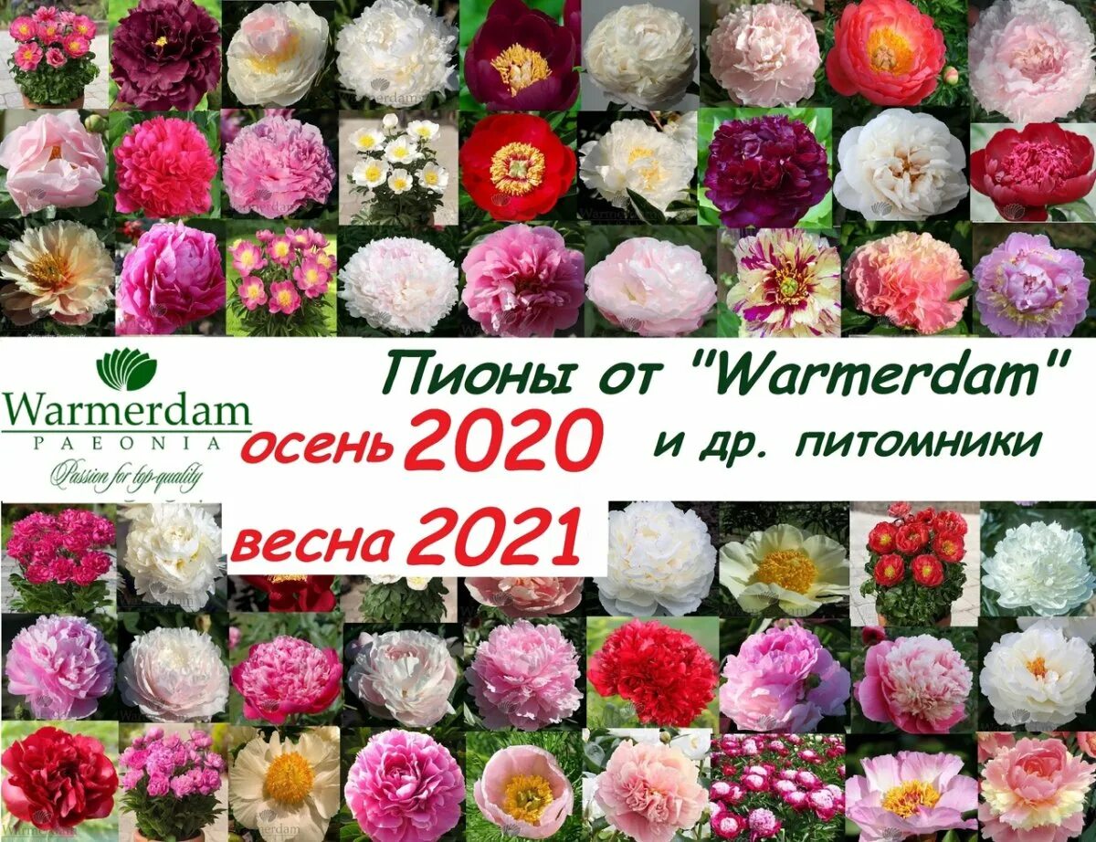 Древо жизни питомник каталог на весну 2024. Вармердам пионы. Питомник пионов Вармердам.