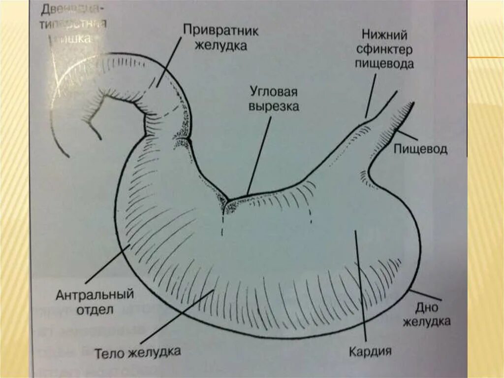 Нижняя часть желудка. Антральный отдел желудка и привратник. Анатомия желудка антральный отдел. Пилорический отдел желудка это привратник. Отделы желудка антральный отдел.