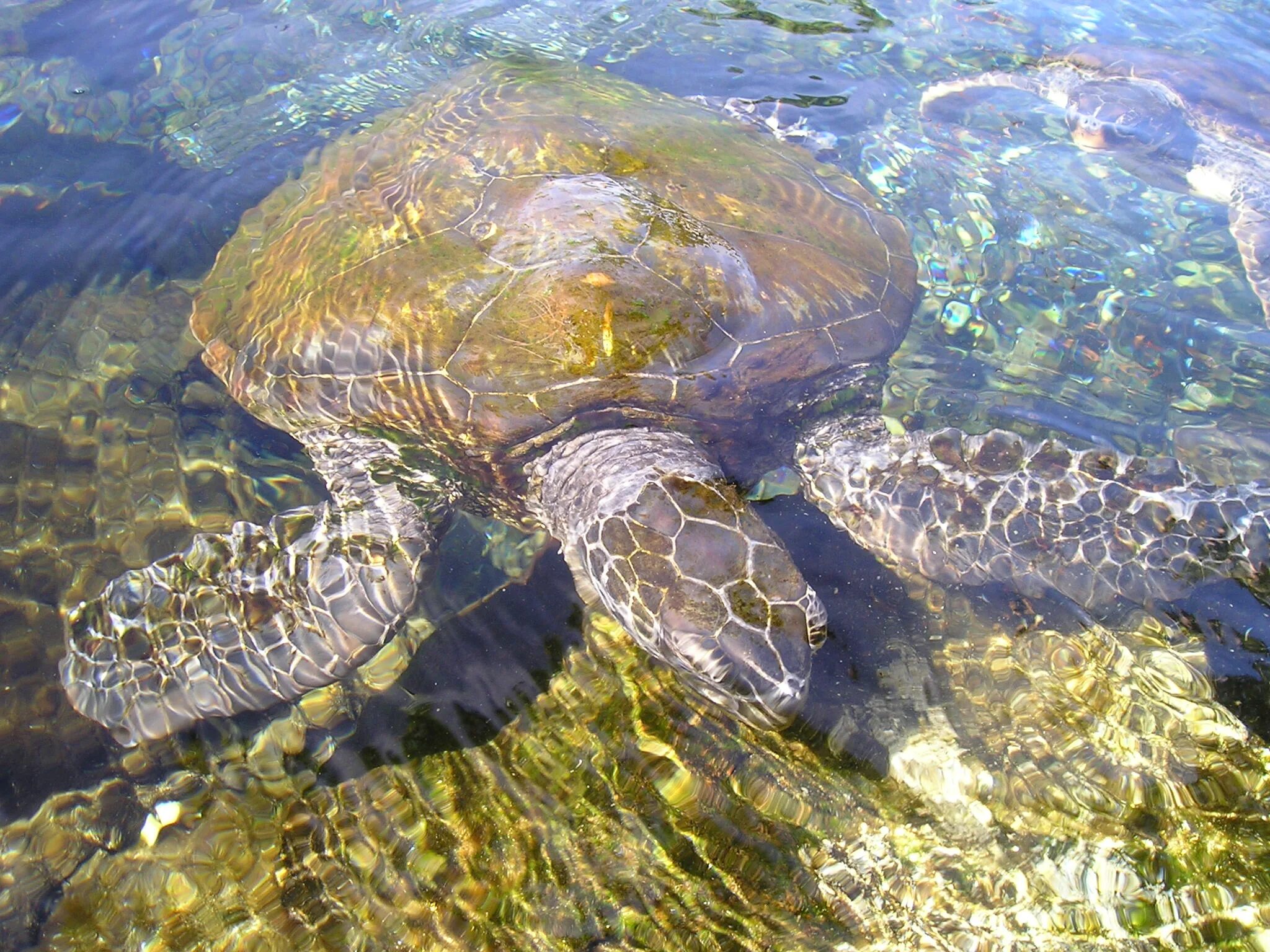 Floating turtle