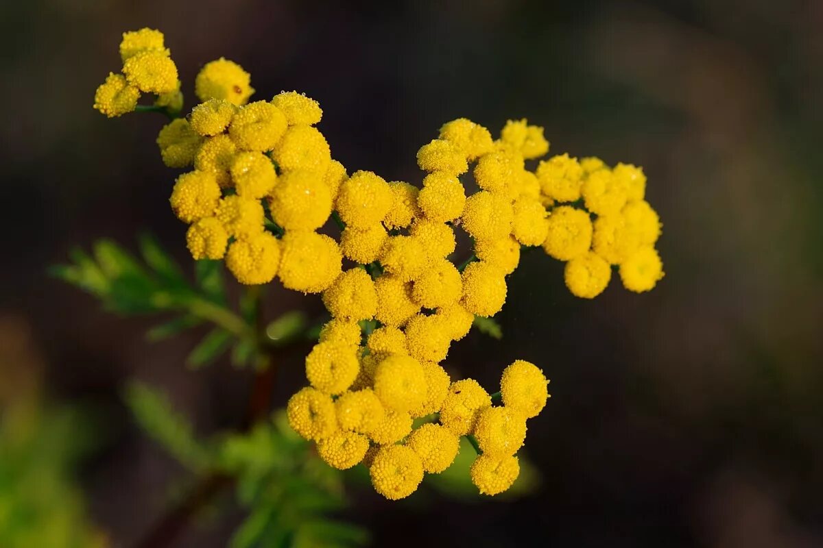 Пижма обыкновенная лекарственное. Пижма Tanacetum vulgare. Пижма обыкновенная соцветие. Пижма обыкновенная цветет. Пижма обыкновенная (Tanacetum vulgare).