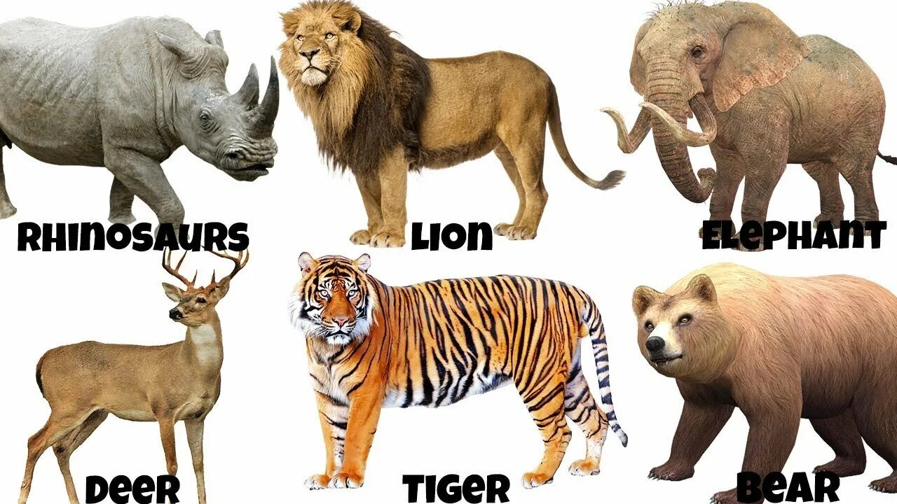 Английский язык wild animals