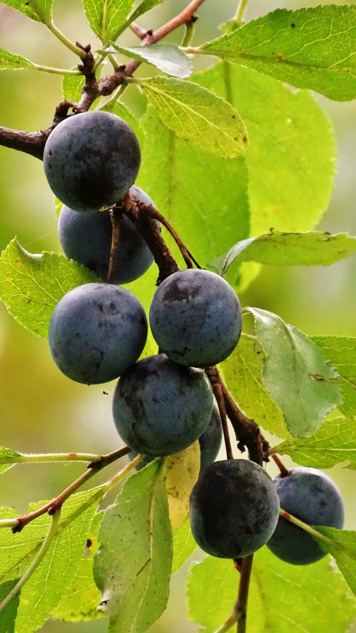 Тёрн ягода. Терн (Prunus spinosa). Терн, тернослива. Слива колючая Терн. Тернослива гордость сибири