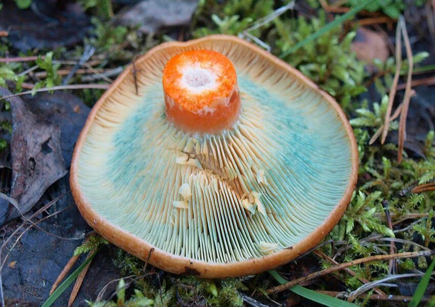 Скользкие рыжики. Рыжик гриб съедобный. Рыжик Сосновый. Рыжики пластинчатые грибы. Шляпочные грибы Рыжик.