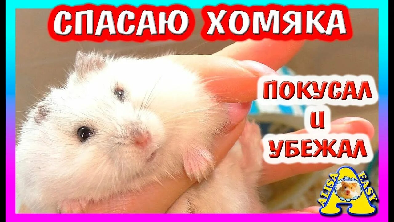 Спаси хомячка. Хомяк куки. Хомяк Фанта. Alisa easy Pets. Хомяк Спаси.